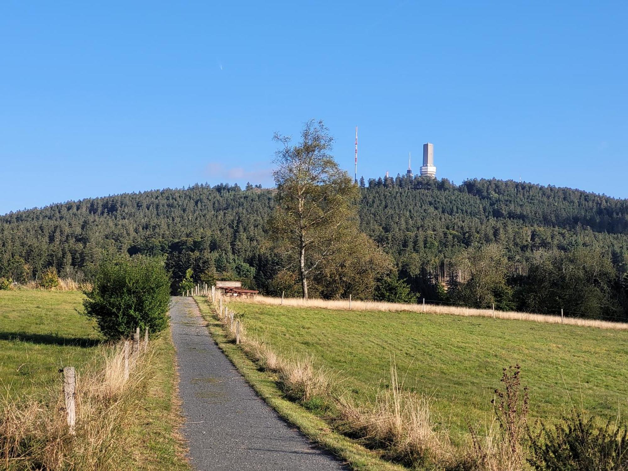 Waldgimpel *
